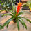 Miniature : Bromelia variés