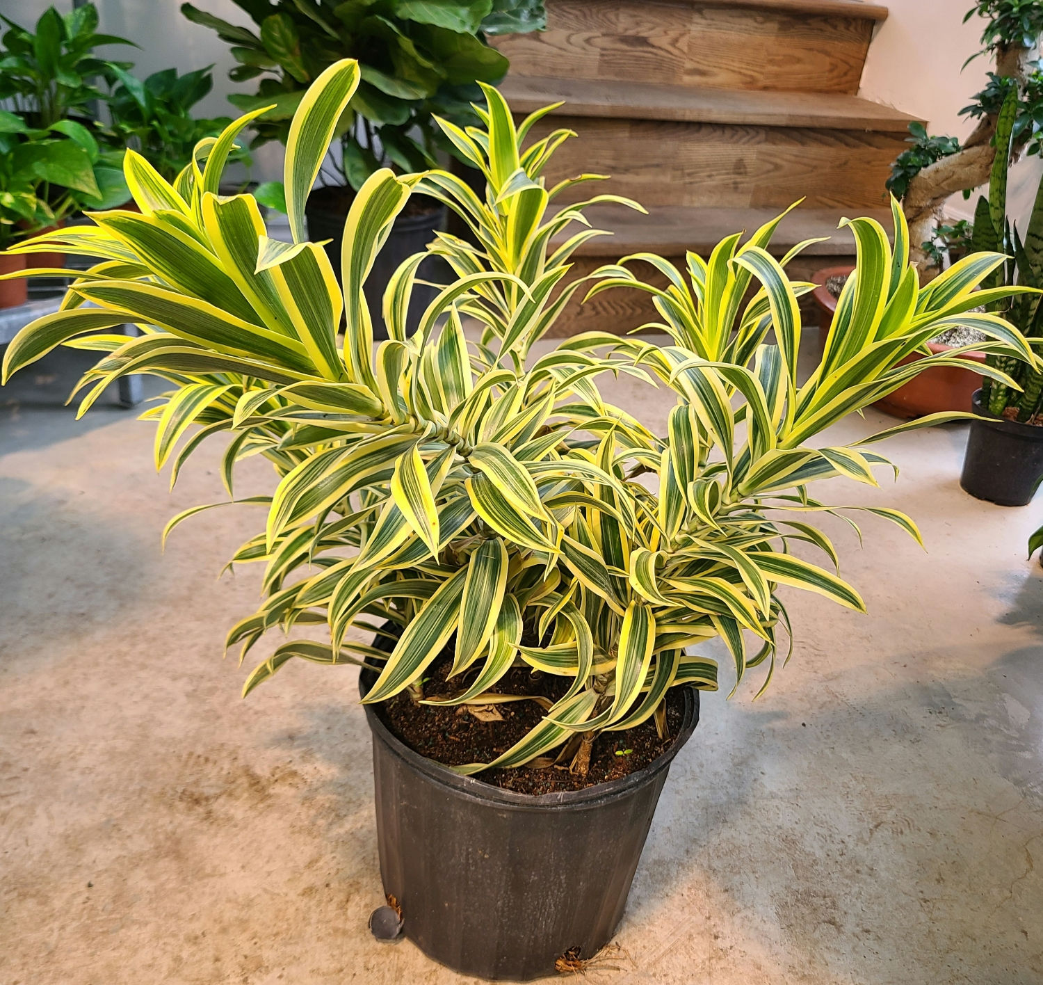 Dracaena song of india