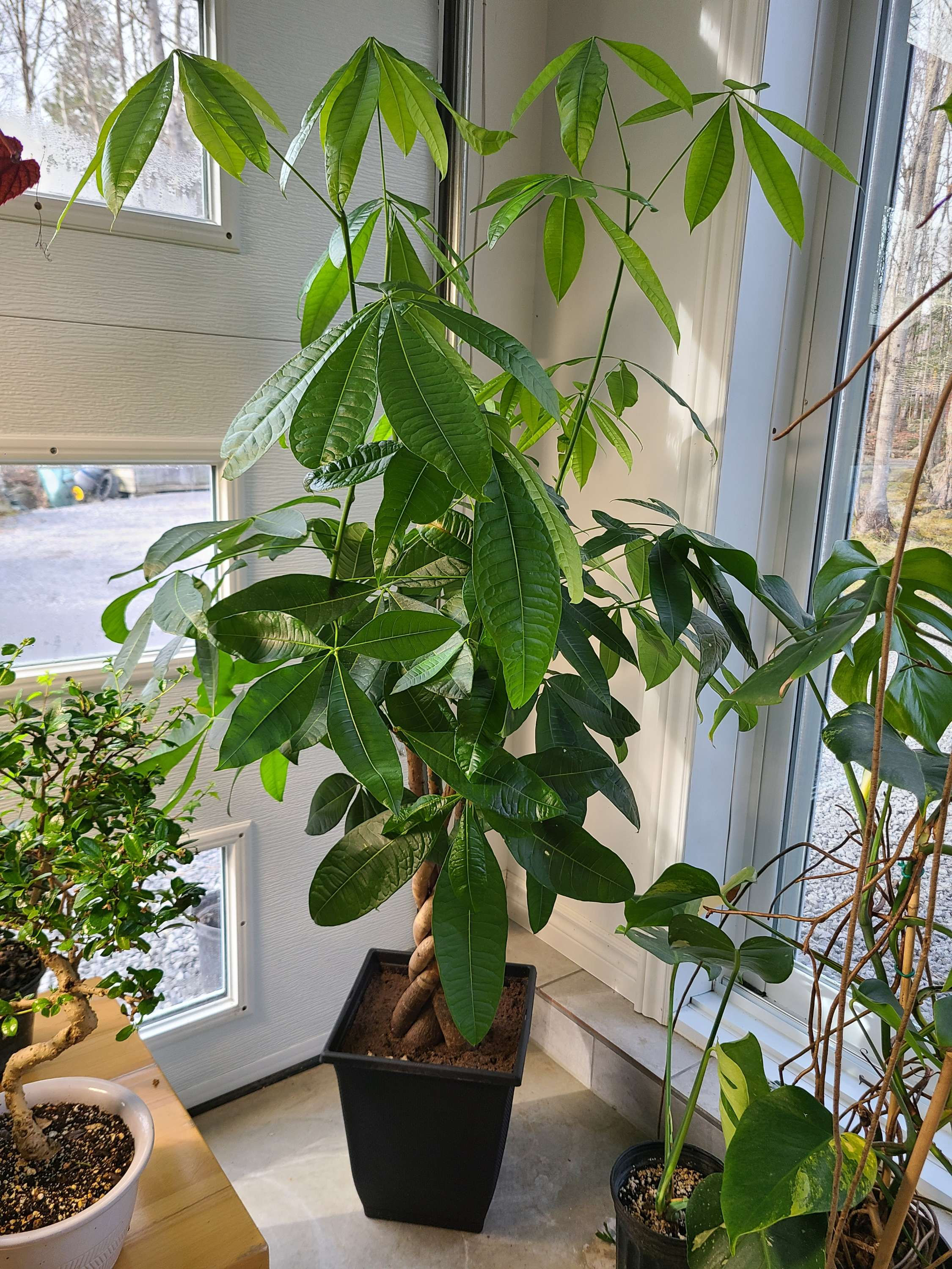 Pachira aquatica (money tree)