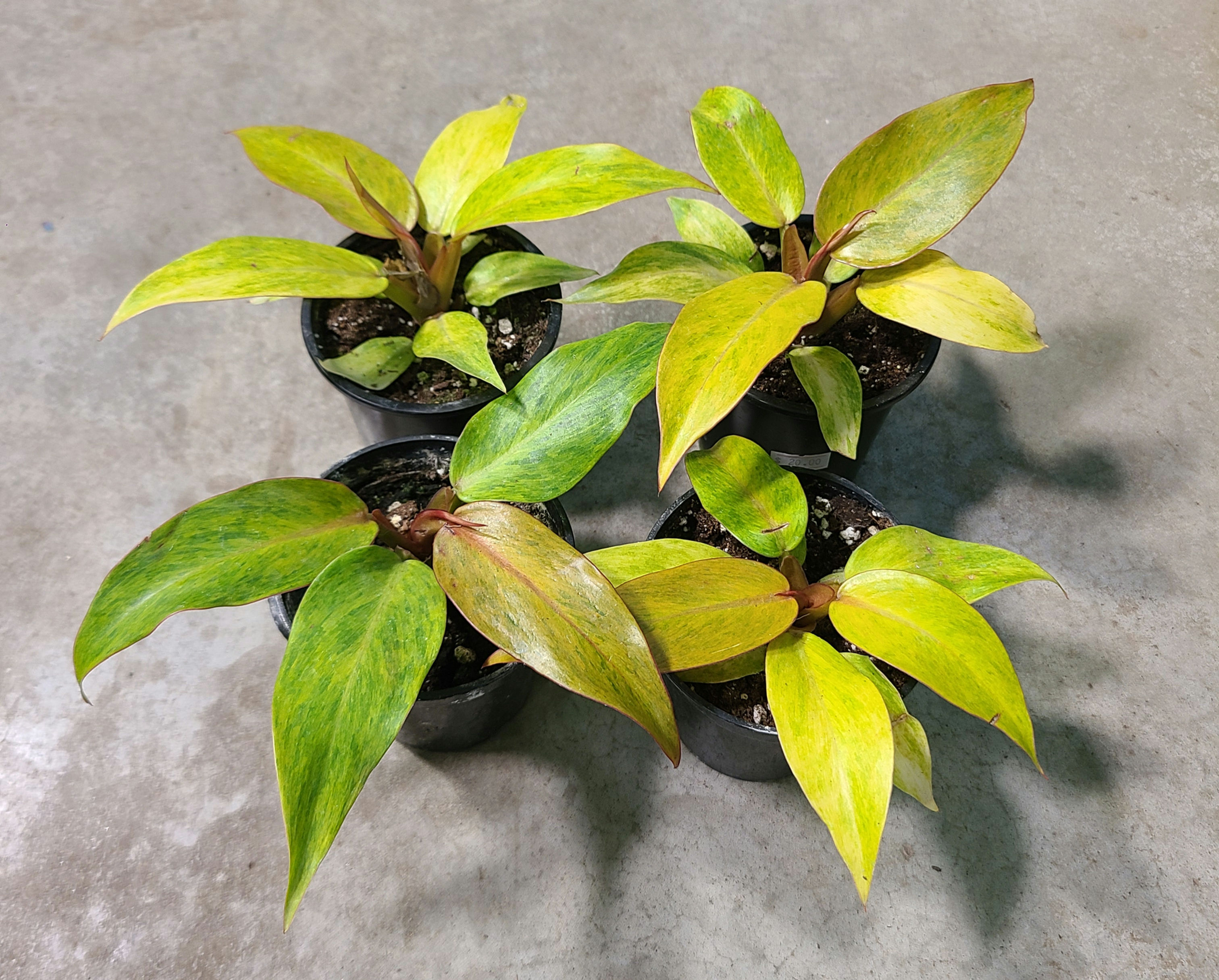 Philodendron Quad Color
"Orange marmalade"