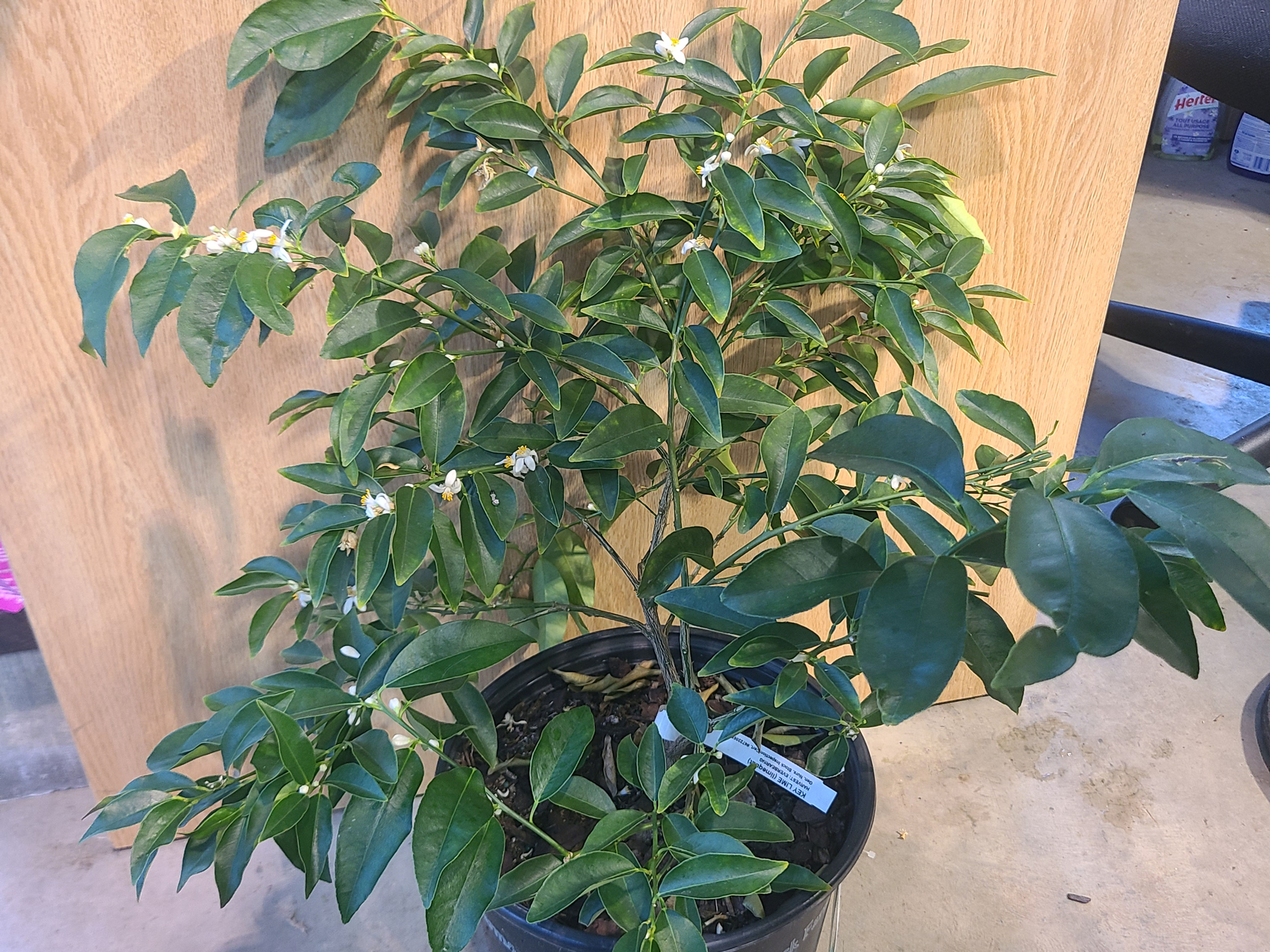 Plant de lime 