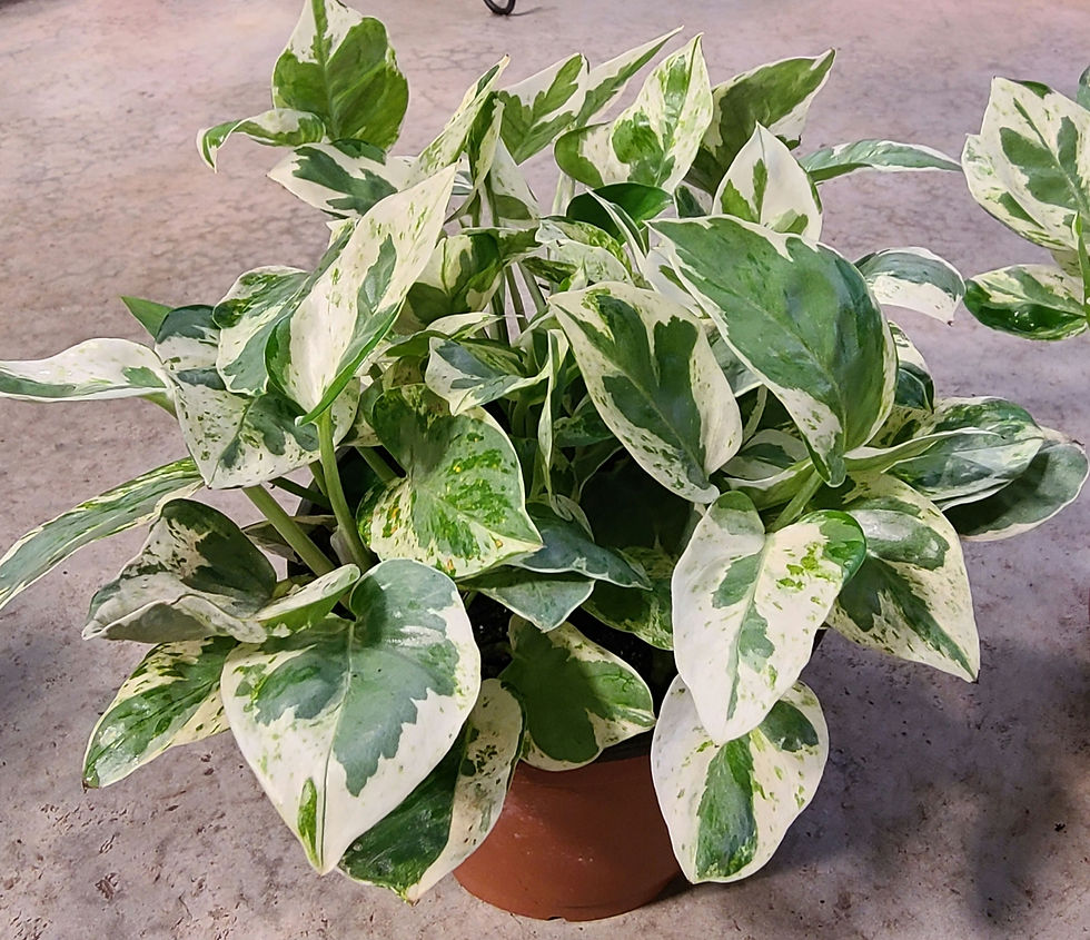 Pothos Pearl and Jade