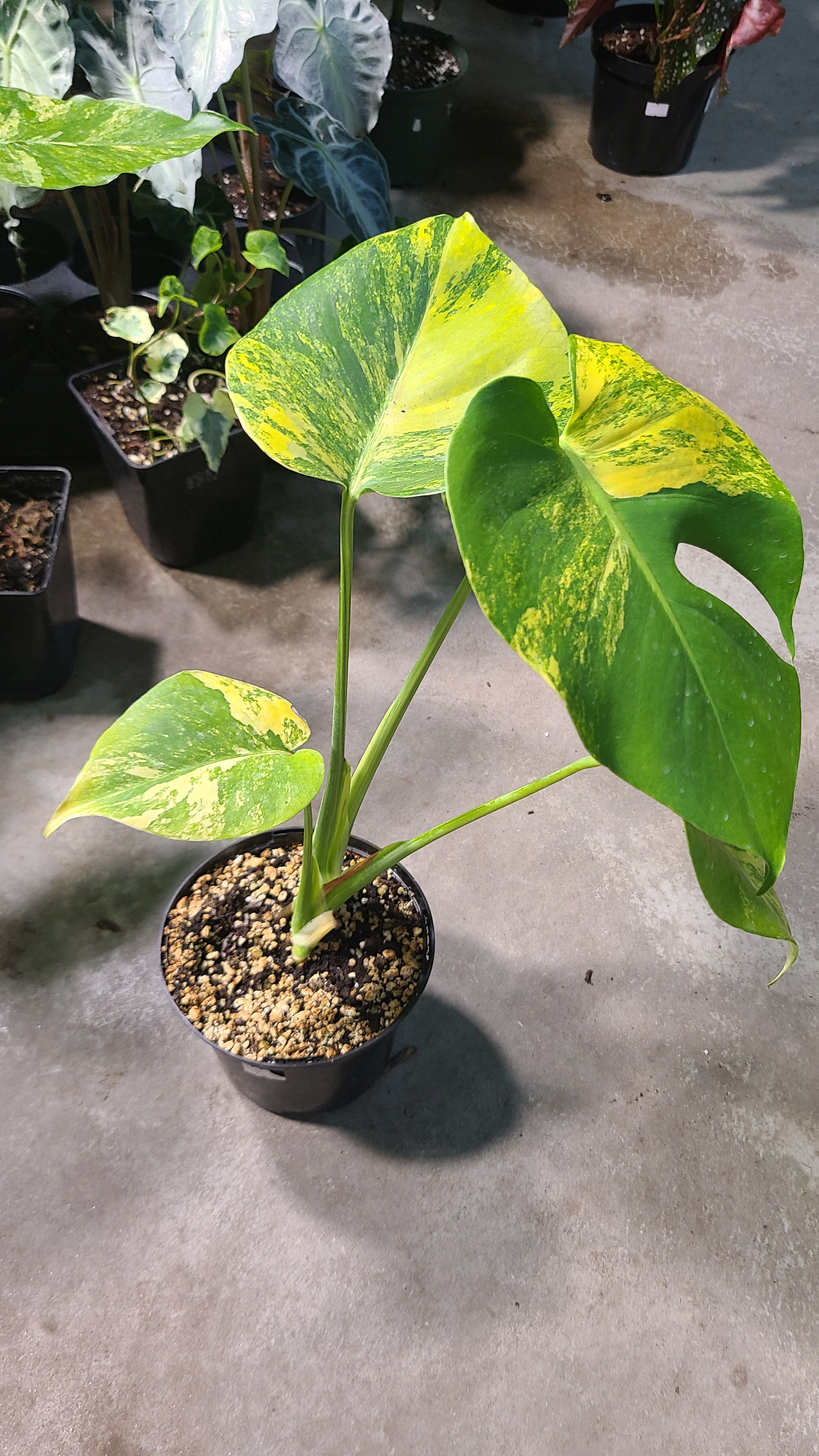 Monstera Yellow Marilyn