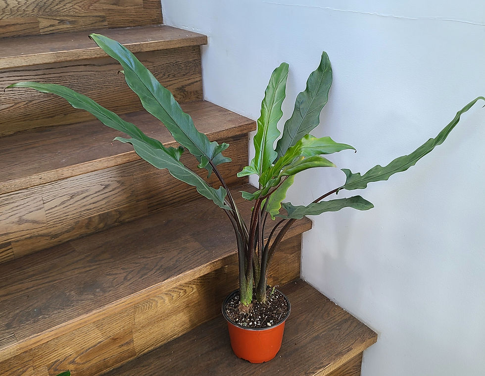 Alocasia Lauterbachiana Purple sword 