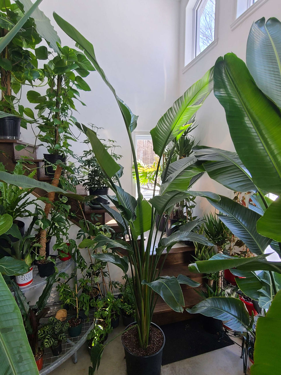 Strelitzia Nicolai Oiseau du Paradis