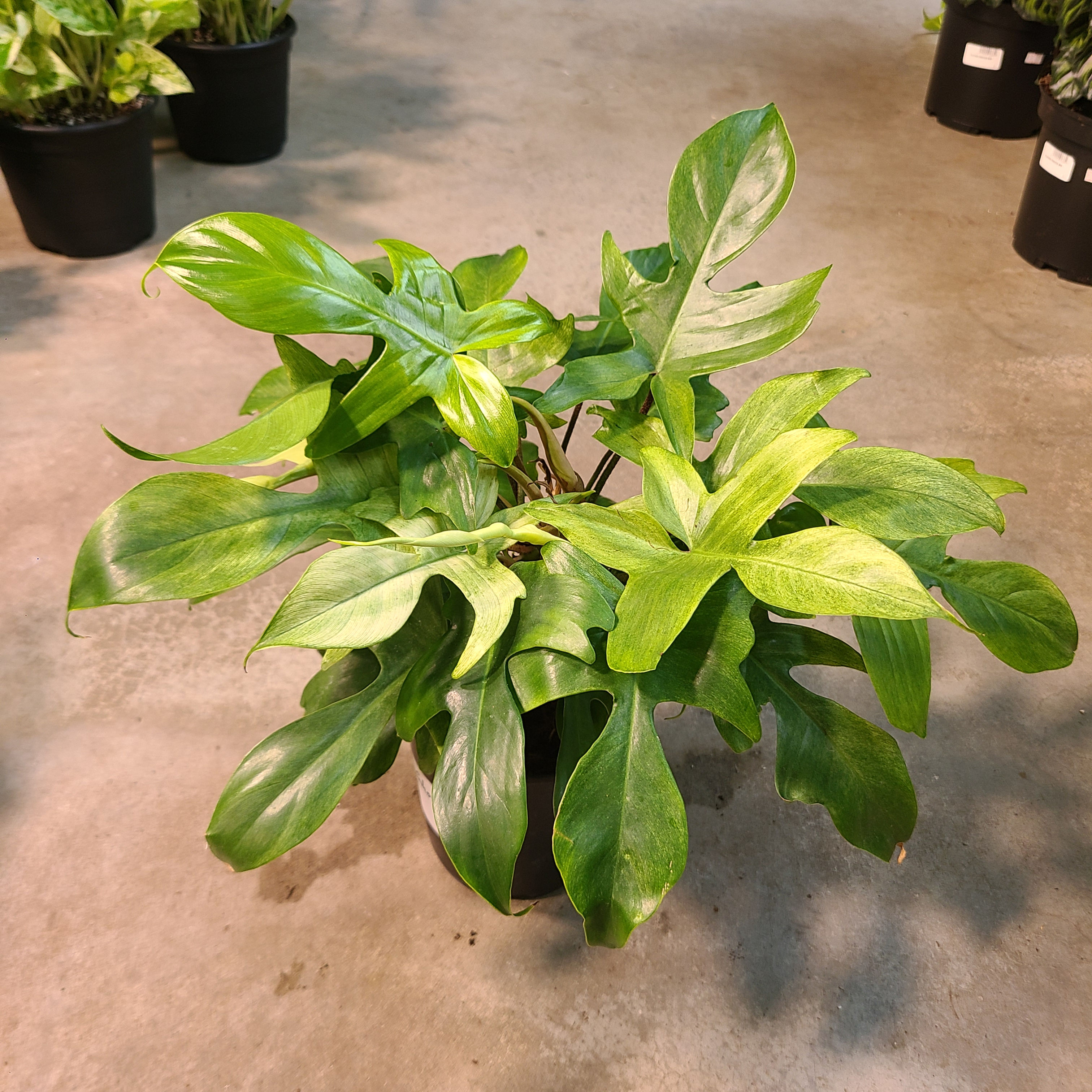 Philodendron Florida Ghost