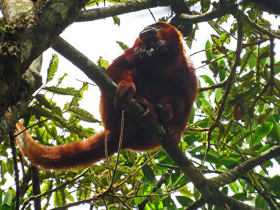 Filandia monkeys