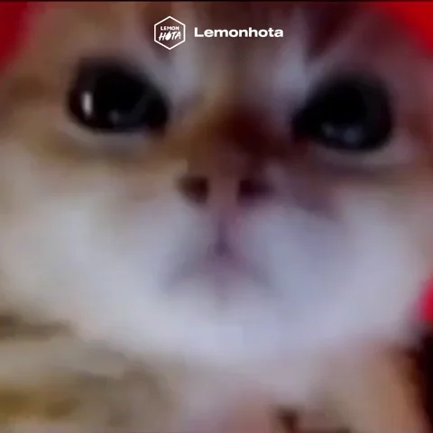 giphy (13).webp