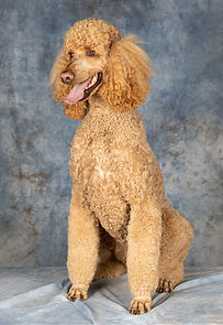 Jennifer_Mckinnon_Photography-8895 copy.jpg