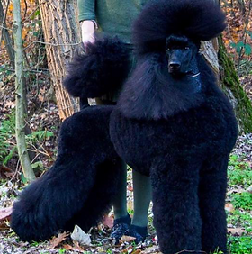 Screen Shot 2022-05-22 at 2.57.02 pm.png