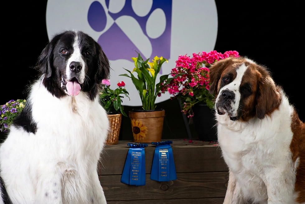 Studio photography of two large dog breeds, a Newfoundland and a Saint Bernard, posing with blue ribbons and potted flowers. The image evokes a competitive or award ceremony atmosphere.