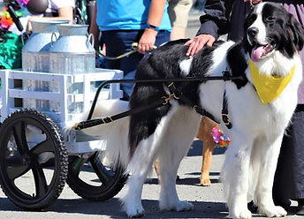 Sherpa-ECT Landseer Draft Dog