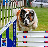Saint%20Top%20Dog%202014_edited.jpg