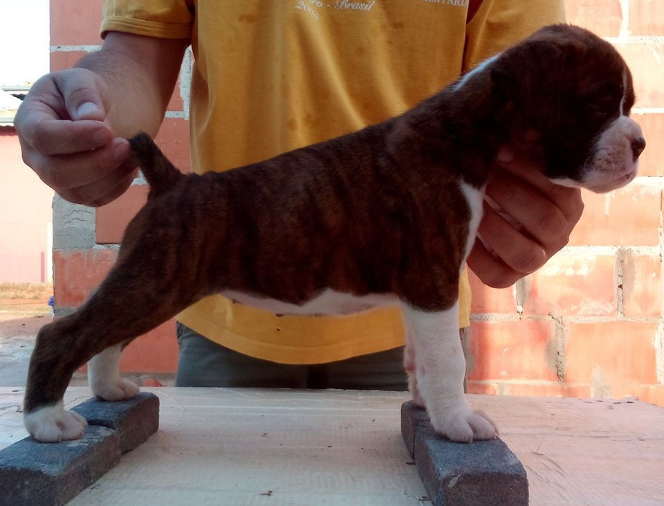Filhote de Boxer Fêmea Tigrada