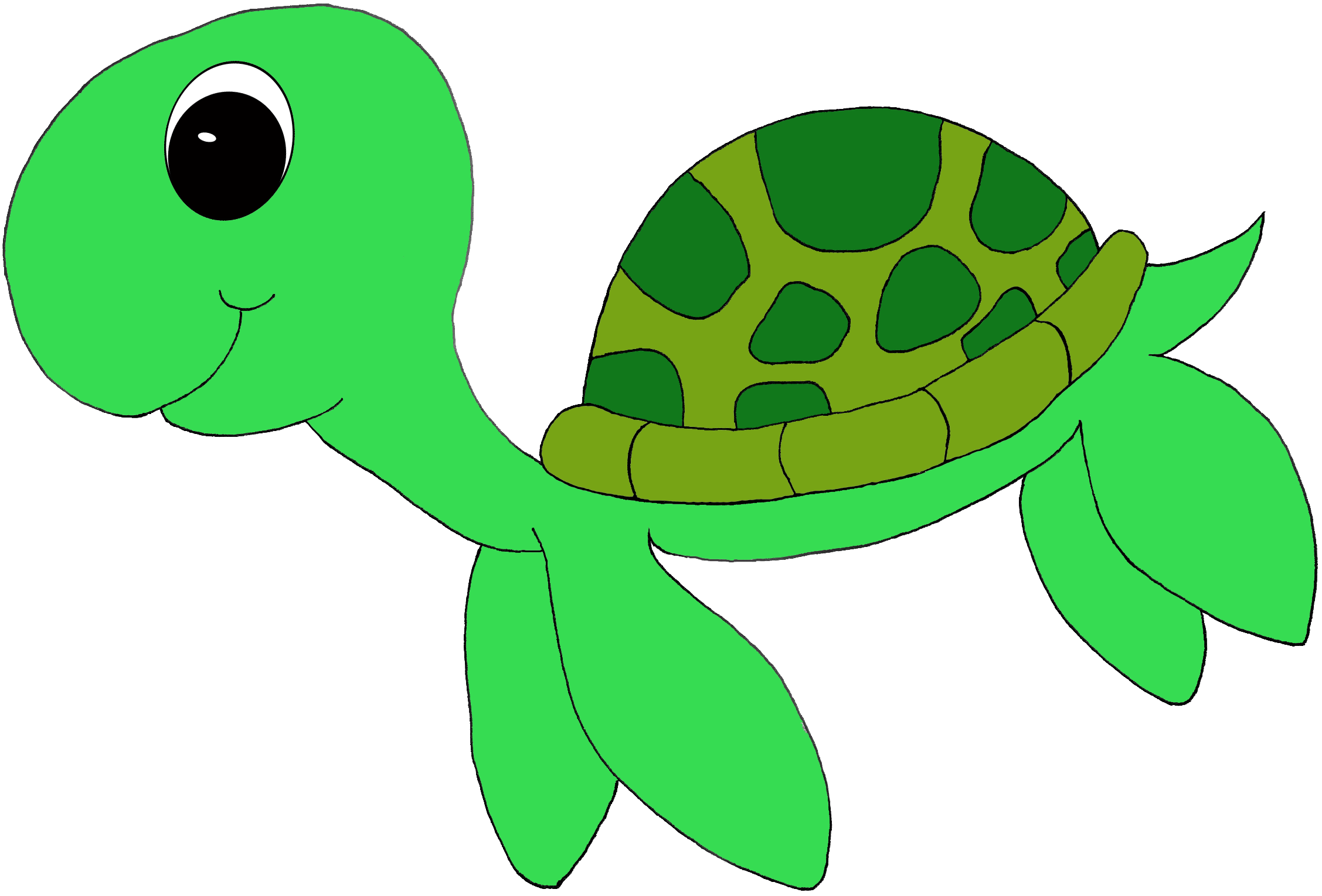 turtle.gif