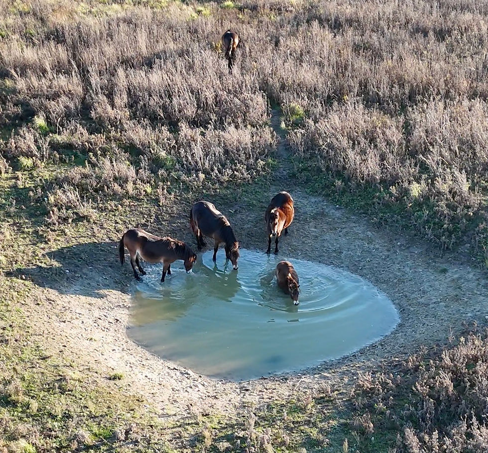 Could equine farms look like this? © Lilla Lovász