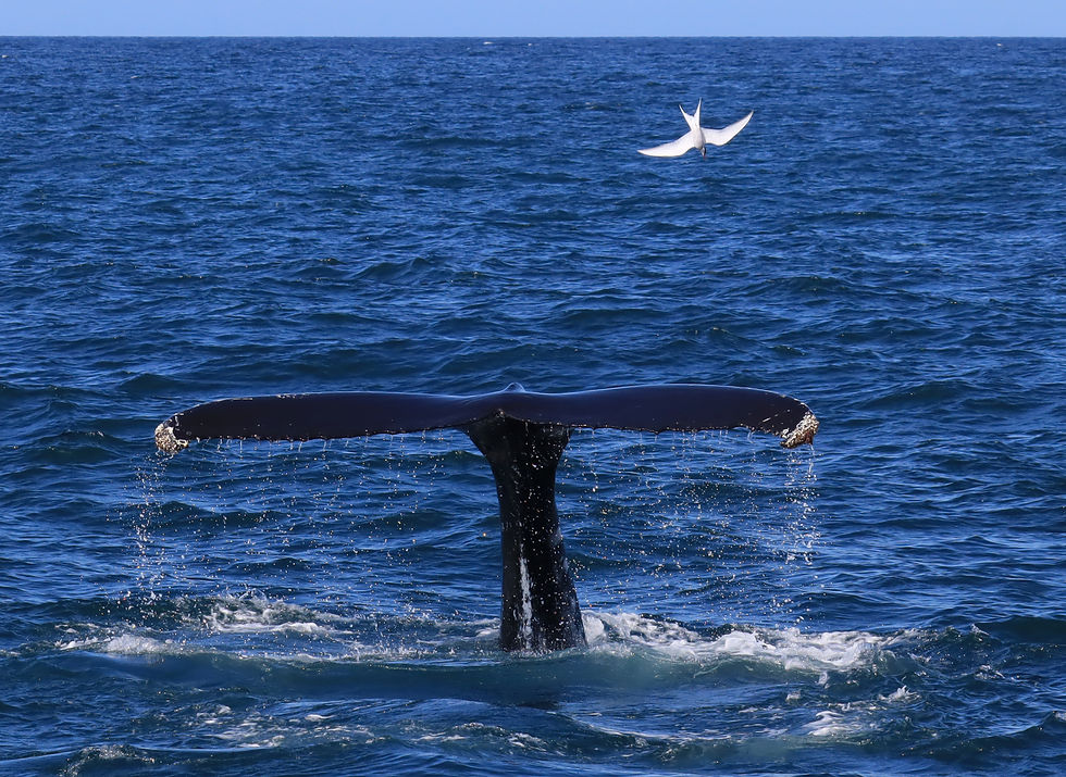 Whales as ecosystem engineers: maybe a future project? © Lilla Lovász