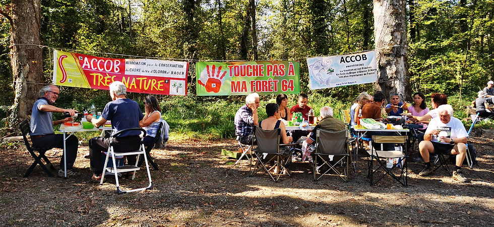 Le Triomphe de la Forêt Cathédrale : Comment l'ACCOB a Vaincu le Béton. Bloc Populaire - Oloron- Pau - Béarn - lutte écologiste