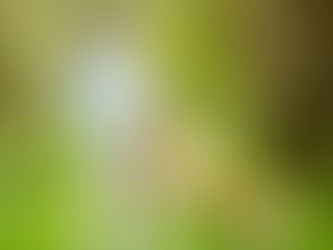 Keeping Your Pet Active and Engaged with Fun and Interactive Toys