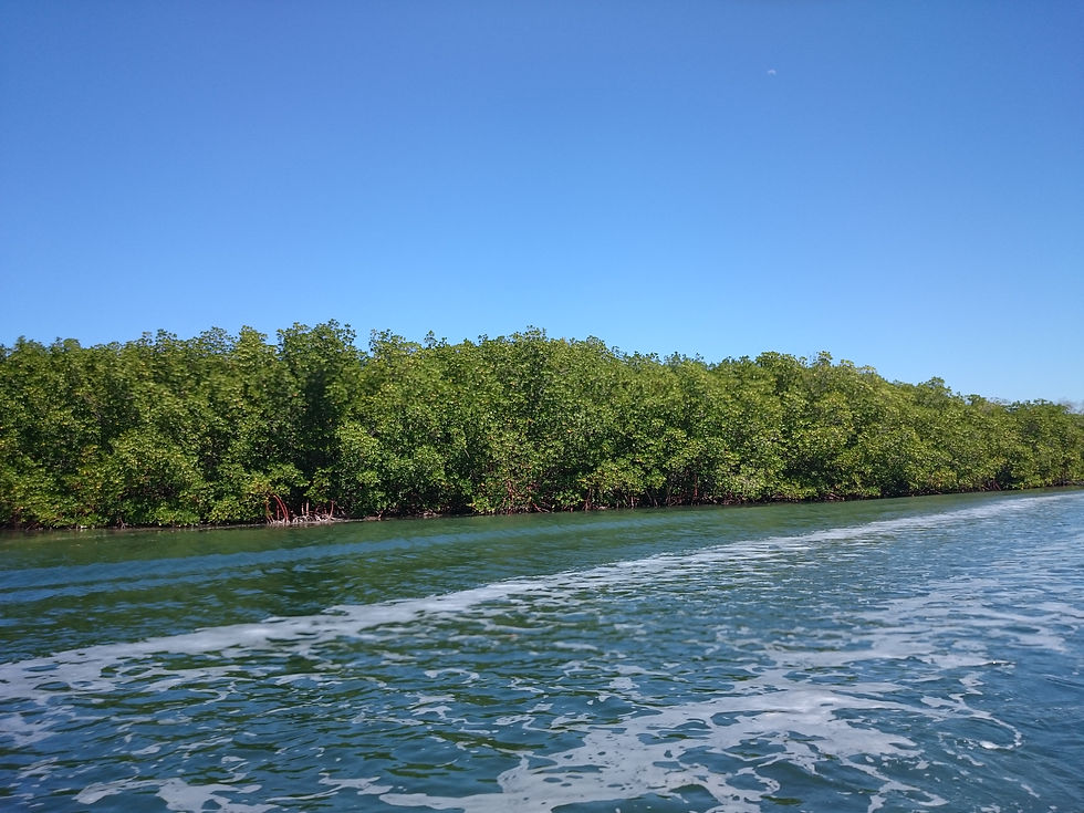 Mangroven bei Punta Rucia