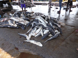 Tuk Tuk Tour Negombo - Sri Lanka