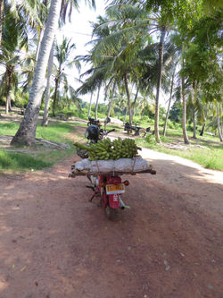 Tuk Tuk Ausflug Marawila - Sri Lanka