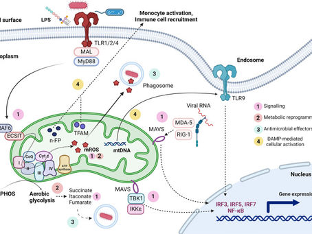 Mitochondrial dynamics in macrophages: divide to conquer or unite to survive?