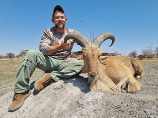 BARBARY SHEEP