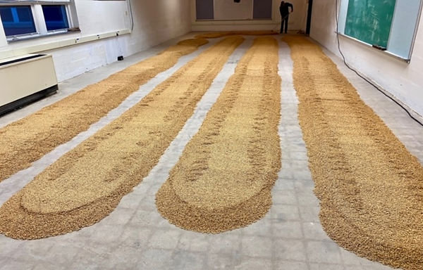 Thoroughbred on floor.jpg