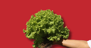 ENTETE agroécologie.png