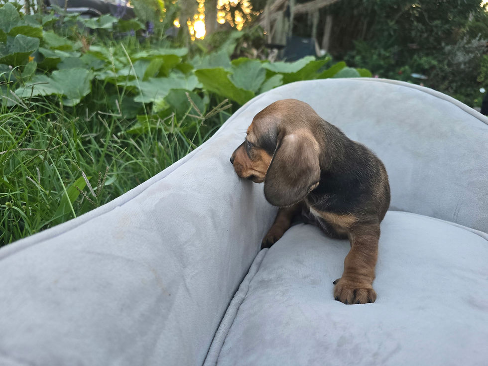 Thumbnail: Deposit for Milo (Mini Dachshund)