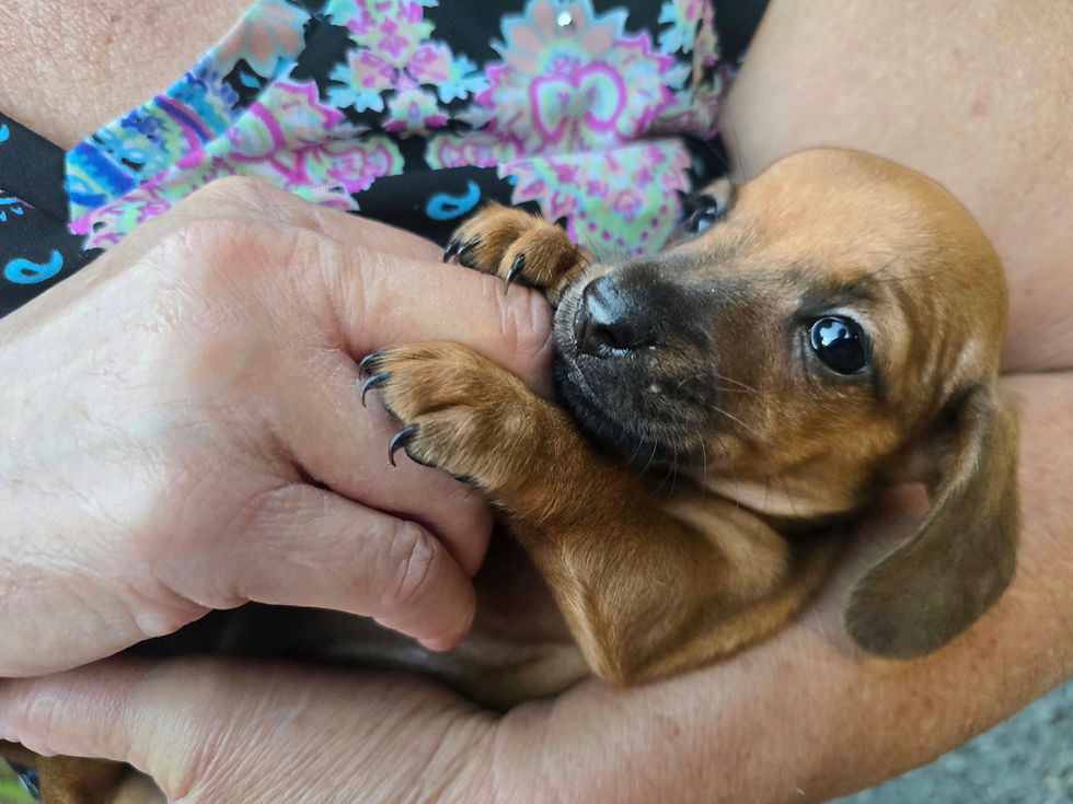 Thumbnail: Deposit for Nugget (Mini Dachshund)