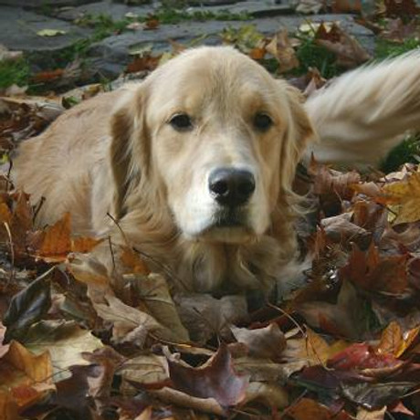 Maggie.leaves.jpg