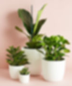 Perfect Potted Plant