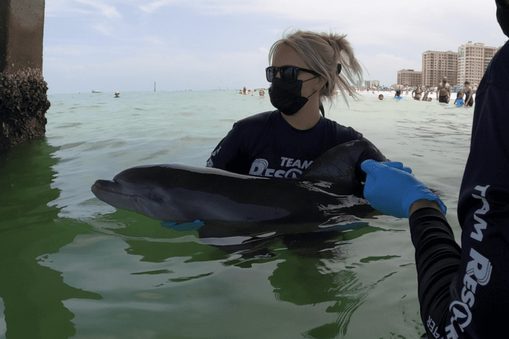 dolphin-rescue-clearwater-beach-7-20-2022-social-pass-1.00_03_46_29.Still0011-768x512.png