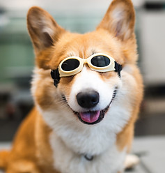 Happy dog during laser tera phy.jpg