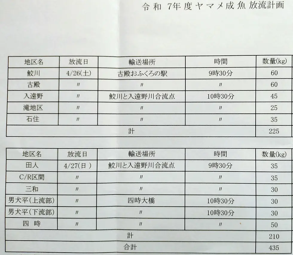 ヤマメ成魚放流