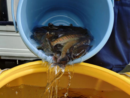 ヤマメ親魚放流