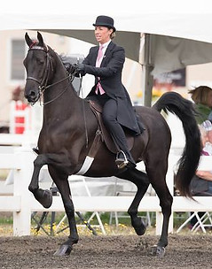 American Saddlebred Lessons Breeding Training Show Horses Saddleseat