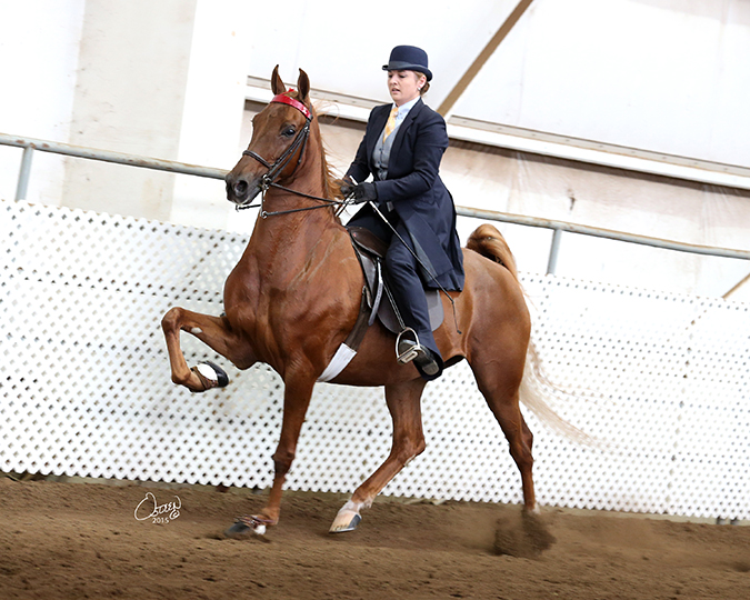 Sls 2016 horse show rugsugars legacy stables near me Sls 2016 horse show rugsugars legacy stables near me