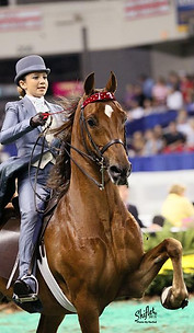 American Saddlebred Lessons Breeding Training Show Horses Saddleseat
