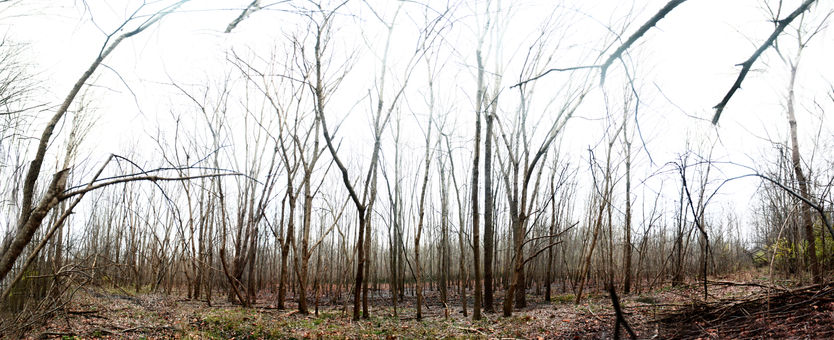 Wooded Panorama