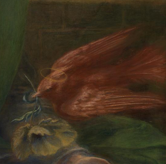Close up of the haloed red dove