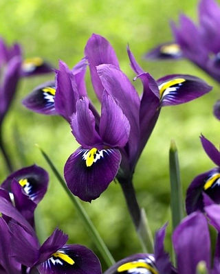 Iris Reticulata