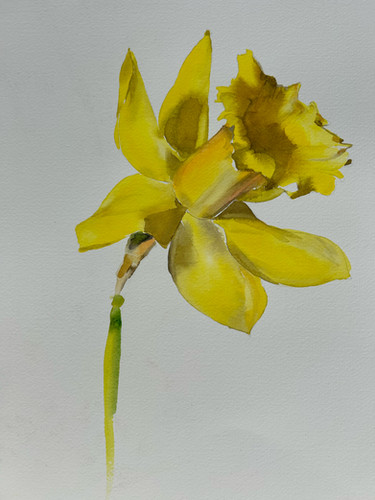 Hampton S Watercolour Daffodil Ponyandbelle