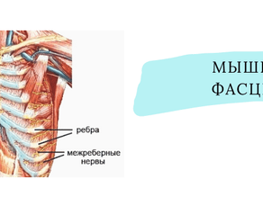 Что такое межрёберная невралгия