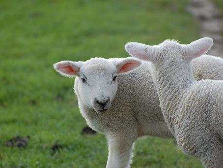 Passover and Acid Reflux: How to Celebrate Without the Burn