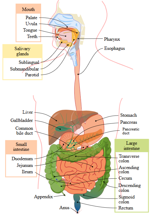 Diagram of the human digestive system labeled with parts including mouth, esophagus, liver, stomach, intestines, and associated glands.