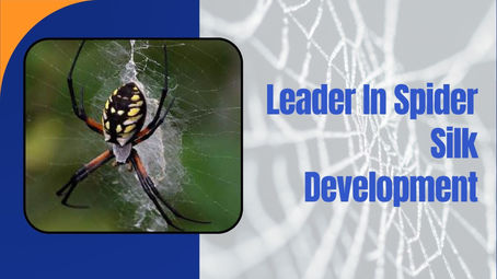 Leader In Spider Silk Development: From Genetic Engineering to Real-World Applications