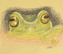 Lime green frog in honour of Limb Girdle Muscular Dystrophy Awareness Month. 
LGMD can be challenging to diagnose because its symptoms, such as muscle weakness and difficulty walking, can overlap with other neuromuscular conditions. Accurate diagnosis often involves genetic testing to identify the specific subtype of LGMD.
Let’s turn September Lime Green 💚
#LGMDawareness #sketch #art #limegreen  #frog